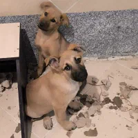 واگذاری سگ ژرمن شپرد