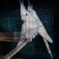 فروش جفت عروس هلندی مولد