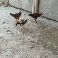 جوانه خروس امپراتور|حیوانات مزرعه|سبزوار, شرق کال عیدگاه|دیوار