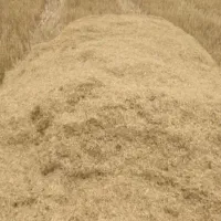 کاه گندم