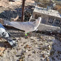 ۳تا گرفتنی|پرنده|سبزوار, رضوی|دیوار