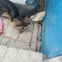 2عدد غاز ماده چاق