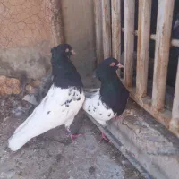 سرسیاه کلاهی
