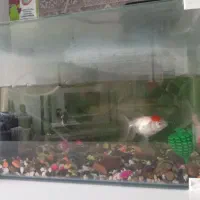 اکواریوم|ماهی|خرمآباد, |دیوار