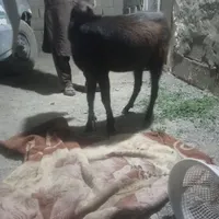 سلام