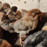 جوجه مرغ محلی و جوجه بوقلمون جوجه طاووس فروشی