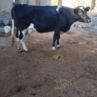 فروش گاوتک شیر|حیوانات مزرعه|سقز, |دیوار