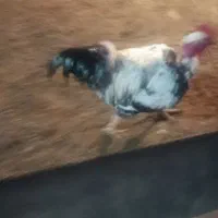 خروس