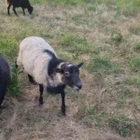 رمانوف نر جوان