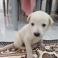 واگذاری ب کسی ک بتونع این حیوونو تو اتاق نگهدارع|سگ|کوچصفهان, |دیوار