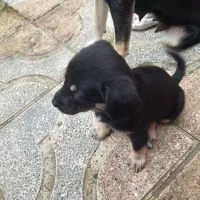 واگذاری رایگان توله دوماهه ماده|سگ|نوشهر, |دیوار