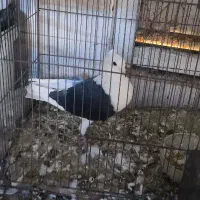 کفتر|پرنده|خرمشهر, |دیوار