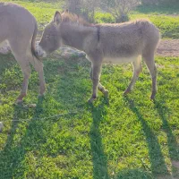 کره خر ماده گله ای