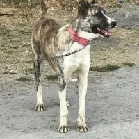 سگ سرابی|سگ|اردبیل, |دیوار