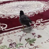 مرغ مینا|پرنده|تایباد, |دیوار