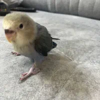 جوجه دوماهه طوطی برزیلی|پرنده|ری, دولتآباد|دیوار