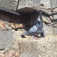 پلاکی ماده درجه یک|پرنده|آذرشهر, |دیوار