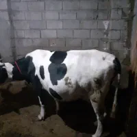 گاو ابستن شیری|حیوانات مزرعه|نیر (اردبیل), |دیوار