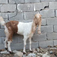 گیس پاکستانی