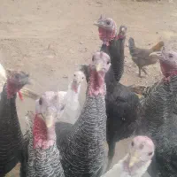 بوقلمون نر ومادع|حیوانات مزرعه|ماهیدشت, |دیوار