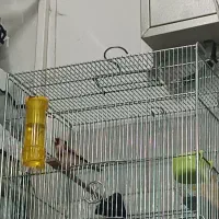 سهره ها همه تکثیر قفس|پرنده|رشت, خواهر امام|دیوار