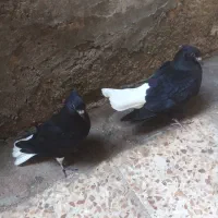 کبوتر عطیقه