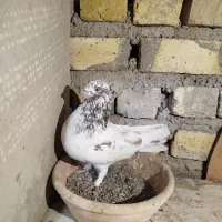 کفتر ساعت بالا|پرنده|کاشان, لتحر|دیوار