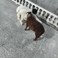 بره نر سرحال وآشتی|حیوانات مزرعه|بندرعباس, |دیوار