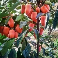 انواع نهال خرمالو سیبی و گوجه ای و انبه ای