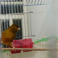 قناری نر|پرنده|بوشهر, |دیوار