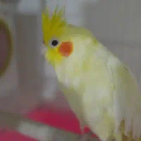 یک جفت عروس هلندی نر و ماده با تخفیف|پرنده|قم, شهرک مهدیه|دیوار