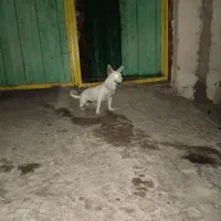 سگ پاکوتاه شیواوا|سگ|بم, |دیوار