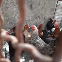 مرغ تخمگذار
