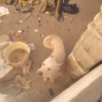 سگ قابل معاوضه باچی زی ک بدردم وخوره|سگ|کرمان, |دیوار