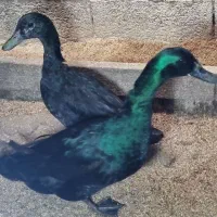 سه جفت اردک کایوگا ،یک جفت اردک روئن،یک جفت کال