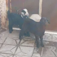 بزغاله سه عدد سه تا نر شیرمست علف خور سالم