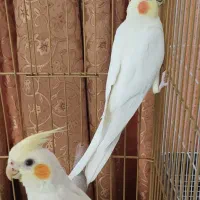 عروس هلندی مولد|پرنده|مرودشت, زنگی آباد|دیوار