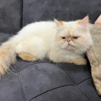 گربه پرشین سفید