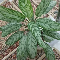 گل طبیعی کوچک و بزرگ