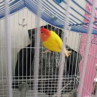 پرنده|پرنده|یزد, |دیوار