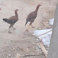 خروس|حیوانات مزرعه|ملکان, |دیوار