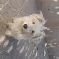 سسگ|سگ|شراء, |دیوار