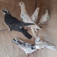 کبوترگرفتنی|پرنده|قم, کیوانفر|دیوار