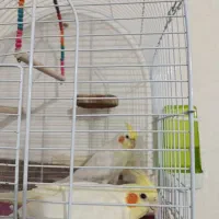 عروس هلندی|پرنده|کوار, |دیوار