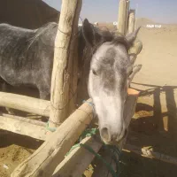 فروش اسب نر سه ساله|اسب و تجهیزات اسبسواری|خمین, |دیوار