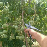 پیش فروش نهال گردو کانادایی لیبل دار