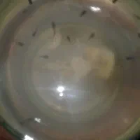 ماهی گپی ،مولی و زبرا|ماهی|دامغان, |دیوار