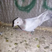 کفتر