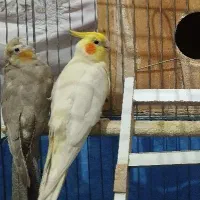 عروس هلندی جفت