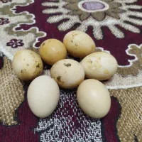 تخم مرغ خوردنی